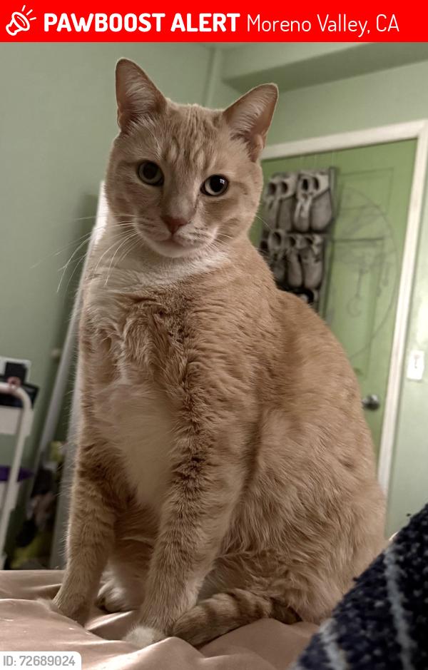 Lost Male Cat last seen Pan Am BLVD and Dracea Avenue, Moreno Valley, CA 92553