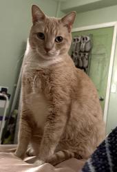 Lost Male Cat last seen Pan Am BLVD and Dracea Avenue, Moreno Valley, CA 92553