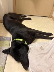 Found/Stray Male Dog last seen Division and 136th, Portland, OR 97236
