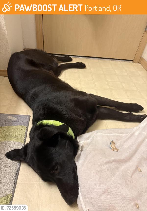Found/Stray Male Dog last seen Division and 136th, Portland, OR 97236