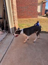 Found/Stray Female Dog last seen Neighborhood next to Bryant elementary, Moore, OK 73160