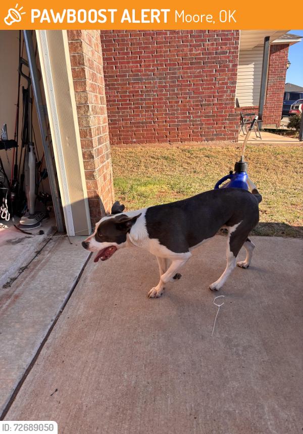 Found/Stray Female Dog last seen Neighborhood next to Bryant elementary, Moore, OK 73160