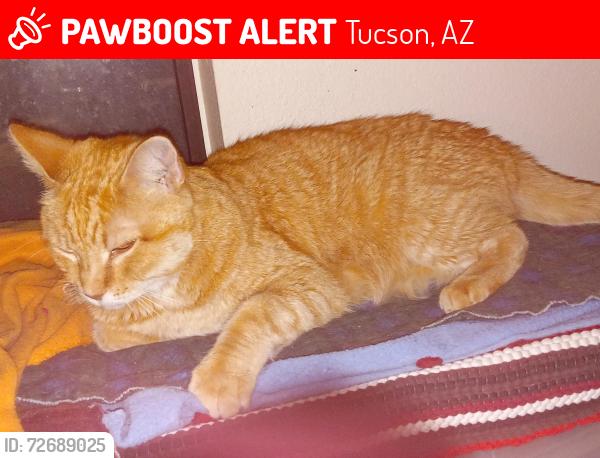 Lost Male Cat last seen Auburn ln & Snyder , Tucson, AZ 85749