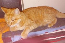 Lost Male Cat last seen Auburn ln & Snyder , Tucson, AZ 85749