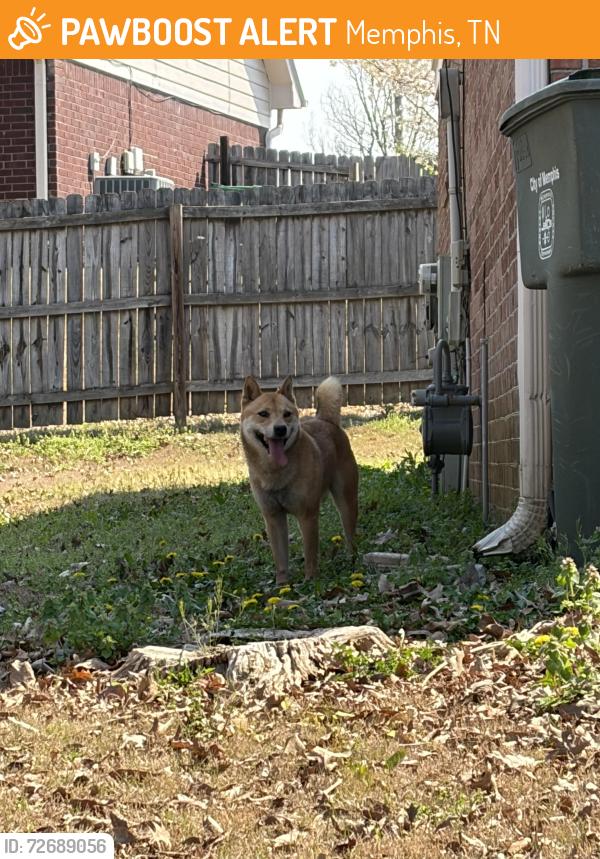 Found/Stray Male Dog last seen Crossvine cove Cordova , Memphis, TN 38016