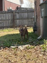 Found/Stray Male Dog last seen Crossvine cove Cordova , Memphis, TN 38016