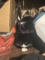 Lost Male Cat last seen Near windsor ave , Baltimore, MD 21216