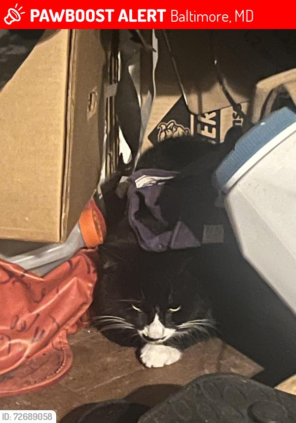 Lost Male Cat last seen Near windsor ave , Baltimore, MD 21216