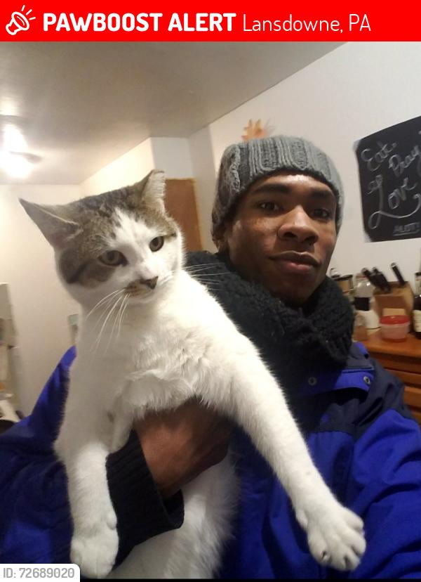 Lost Female Cat last seen Owen’s Ave/ W Stewart Ave, Lansdowne, PA 19050