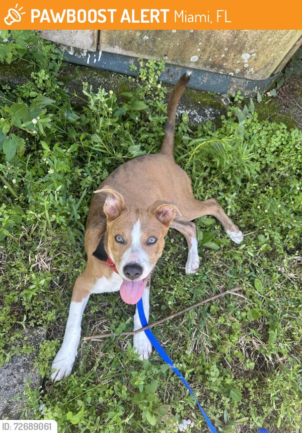 Found/Stray Male Dog last seen Ne 158st street and ne 2nd ave, Miami, FL 33162