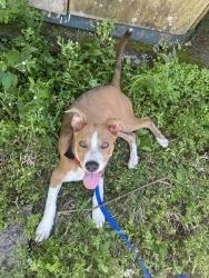 Found/Stray Male Dog last seen Ne 158st street and ne 2nd ave, Miami, FL 33162