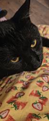 Lost Male Cat last seen Osage drive, Bayonet Point, FL 34667