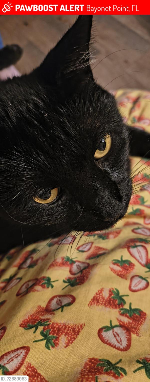 Lost Male Cat last seen Osage drive, Bayonet Point, FL 34667