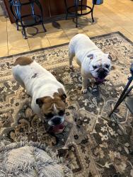 Found/Stray Unknown Dog last seen Los lomas &Valle verde imperial ca, Imperial, CA 92251
