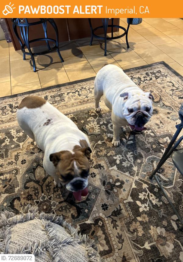 Found/Stray Unknown Dog last seen Los lomas &Valle verde imperial ca, Imperial, CA 92251