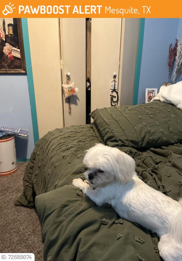 Found/Stray Female Dog last seen Cartwright , Mesquite, TX 75149