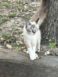 Found/Stray Unknown Cat last seen Bronze sand, San Antonio, TX 78253