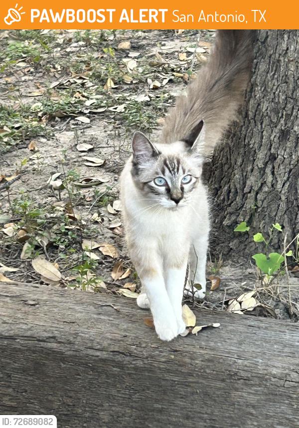 Found/Stray Unknown Cat last seen Bronze sand, San Antonio, TX 78253