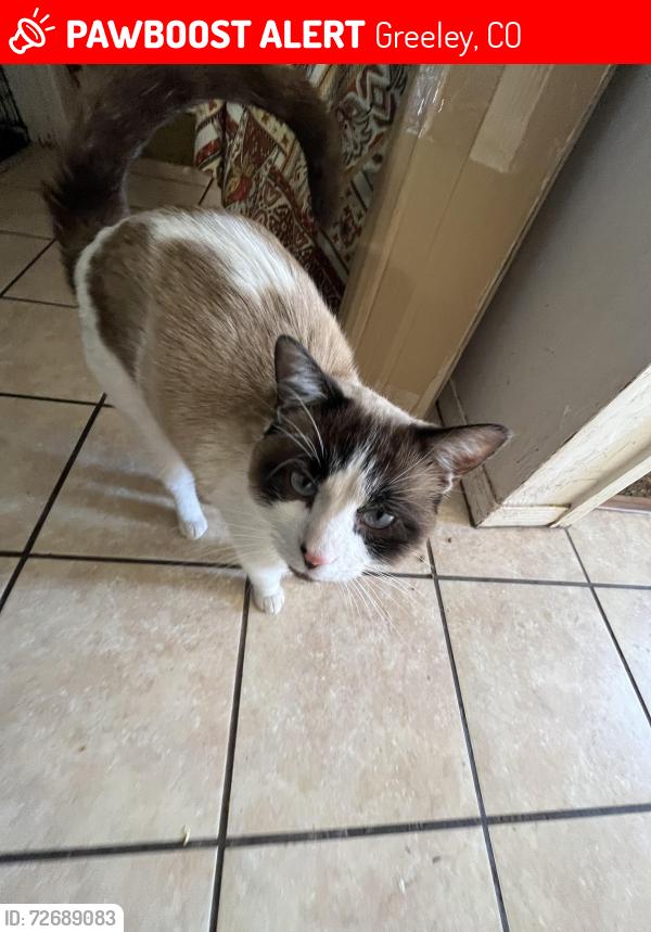 Lost Male Cat last seen 23rd and fifth street, Greeley, CO 80620