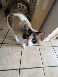 Lost Male Cat last seen 23rd and fifth street, Greeley, CO 80620