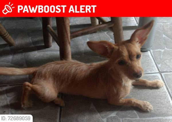 Lost Female Dog last seen Rua Pará de Minas, próximo ao supermercado Meu Prata, Jardim Montanhês, MG 30730-580