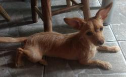 Lost Female Dog last seen Rua Pará de Minas, próximo ao supermercado Meu Prata, Jardim Montanhês, MG 30730-580