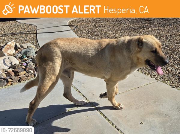 Found/Stray Male Dog last seen El Cerrito and Fairburn , Hesperia, CA 92345