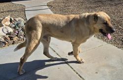 Found/Stray Male Dog last seen El Cerrito and Fairburn , Hesperia, CA 92345