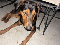 Found/Stray Male Dog last seen Pasadena & Winding Way , Arden-Arcade, CA 95841