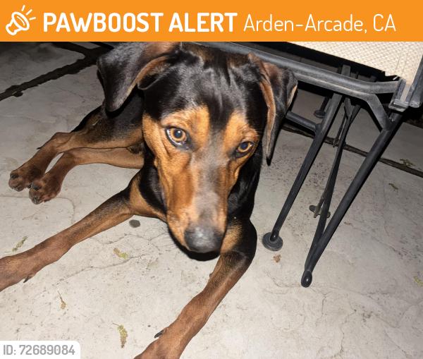 Found/Stray Male Dog last seen Pasadena & Winding Way , Arden-Arcade, CA 95841