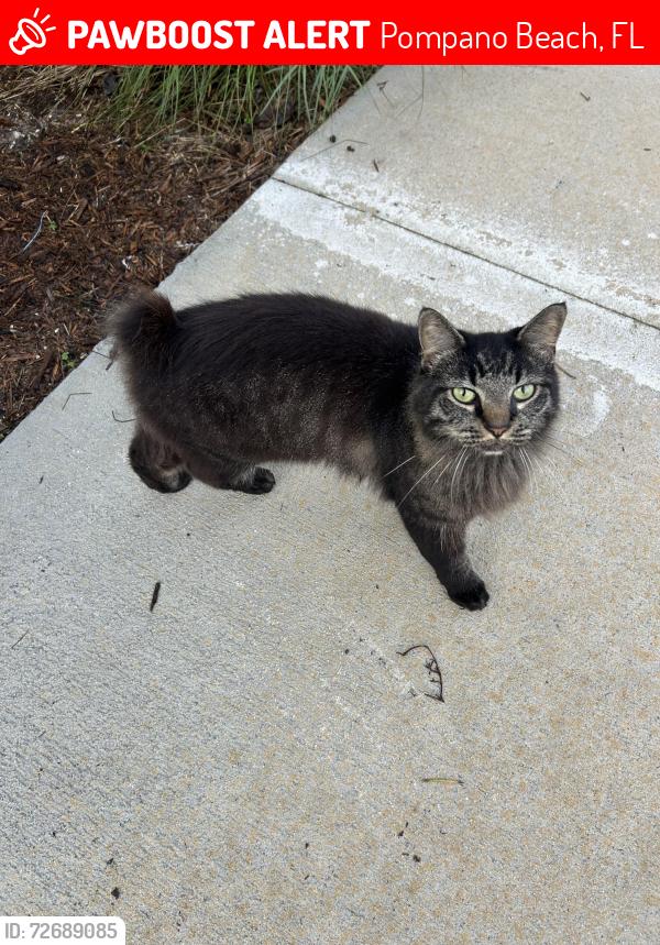 Lost Female Cat last seen Family Dollar, Pompano Beach, FL 33060