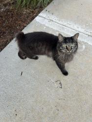 Lost Female Cat last seen Family Dollar, Pompano Beach, FL 33060