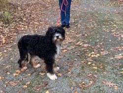 Lost Female Dog last seen 15th ave ne & 296, Snohomish County, WA 98292