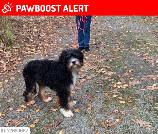 Lost Female Dog last seen 15th ave ne & 296, Snohomish County, WA 98292