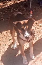 Found/Stray Female Dog last seen W Business Hwy 83 , Donna, TX 78537