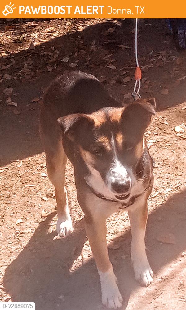 Found/Stray Female Dog last seen W Business Hwy 83 , Donna, TX 78537