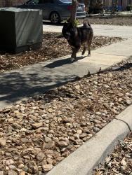 Found/Stray Male Dog last seen Running down Fox Hollow towards Broadway, San Antonio, TX 78217