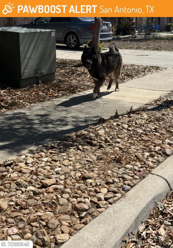 Found/Stray Male Dog last seen Running down Fox Hollow towards Broadway, San Antonio, TX 78217