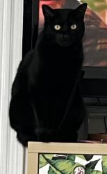 Lost Female Cat last seen Springdale and 51st, Austin, TX 78723
