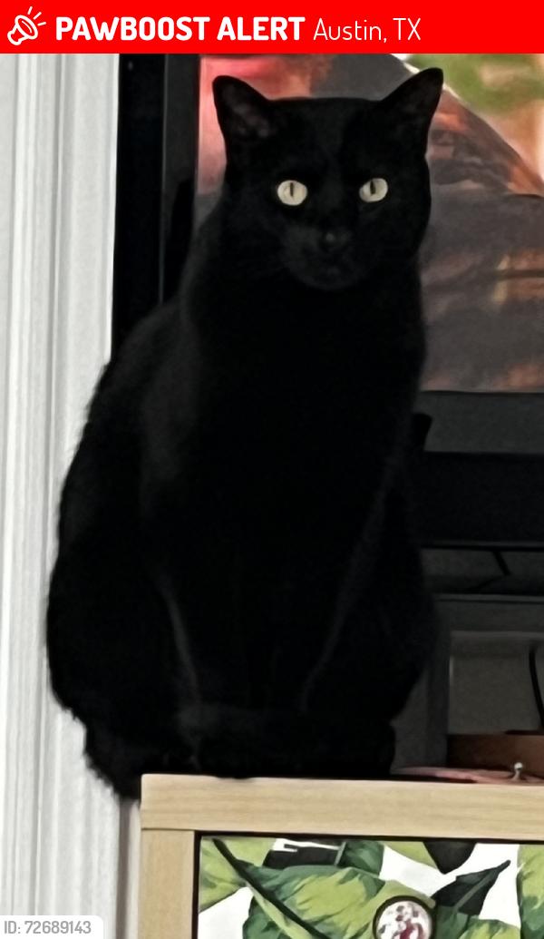 Lost Female Cat last seen Springdale and 51st, Austin, TX 78723