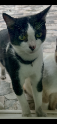 Lost Male Cat last seen Mónaco Cove Cir & Curry Ford Rd. , Orlando, FL 32825
