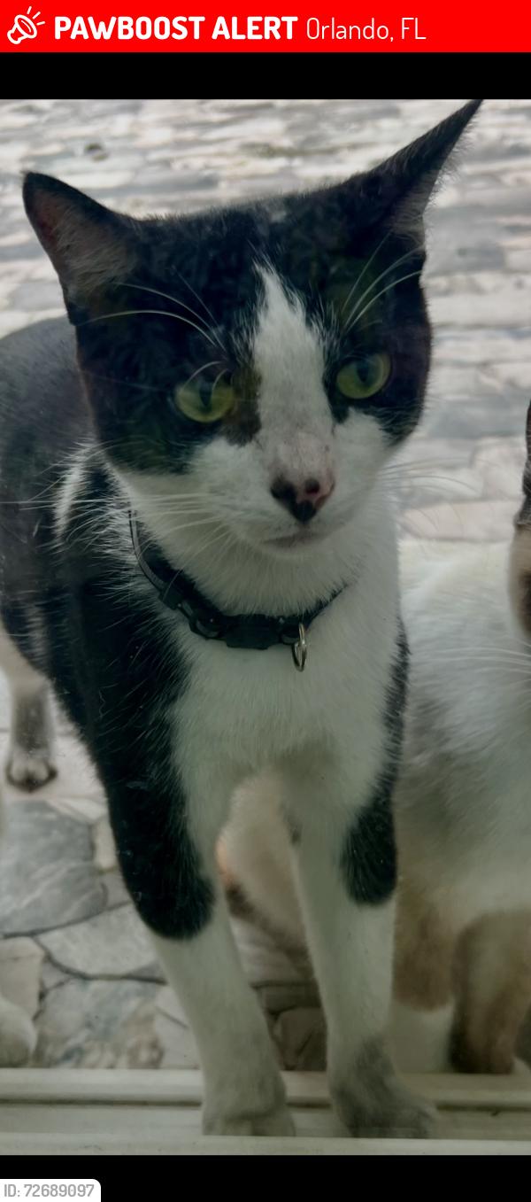 Lost Male Cat last seen Mónaco Cove Cir & Curry Ford Rd. , Orlando, FL 32825