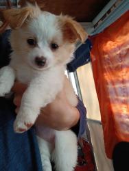 Lost Male Dog last seen Near Bryan st , Stoneville, NC 27048