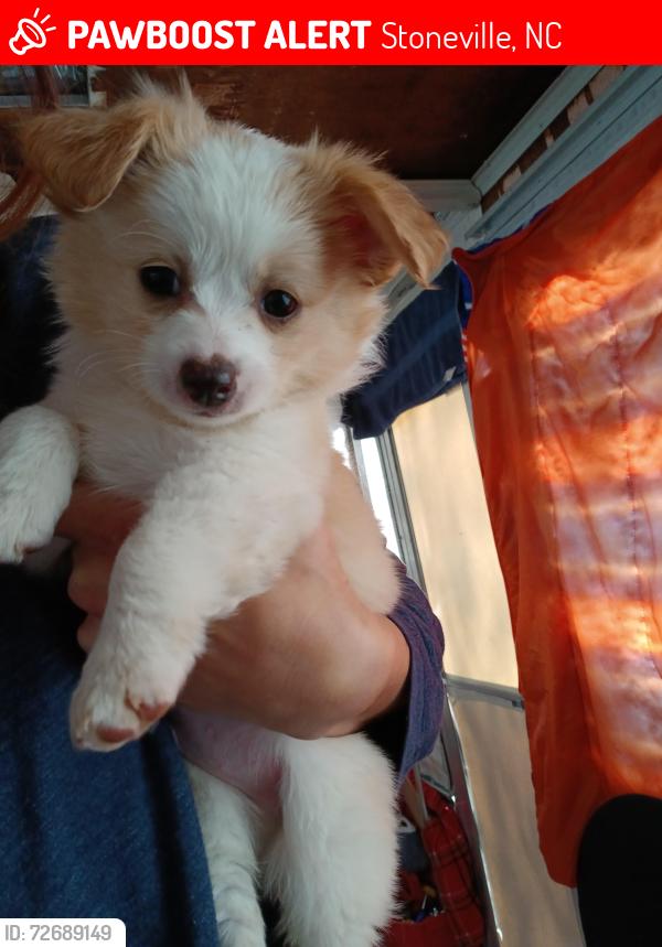 Lost Male Dog last seen Near Bryan st , Stoneville, NC 27048