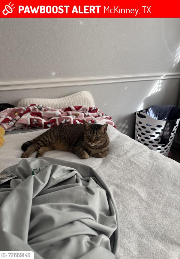 Lost Female Cat last seen sandy glen neighborhood north entrance off white street , McKinney, TX 75071