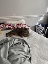 Lost Female Cat last seen sandy glen neighborhood north entrance off white street , McKinney, TX 75071
