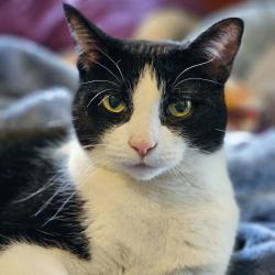 Lost Female Cat last seen Spyglass, Mishawaka, IN 46544