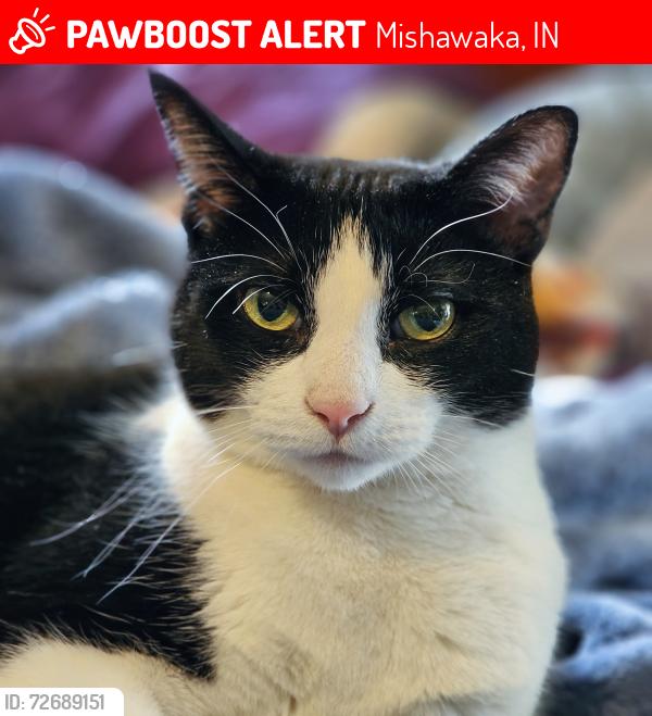 Lost Female Cat last seen Spyglass, Mishawaka, IN 46544