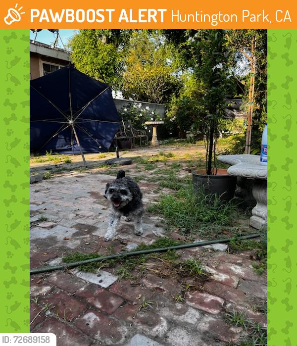 Found/Stray Unknown Dog last seen Albany and Saturn , Huntington Park, CA 90255