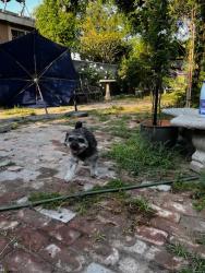 Found/Stray Unknown Dog last seen Albany and Saturn , Huntington Park, CA 90255